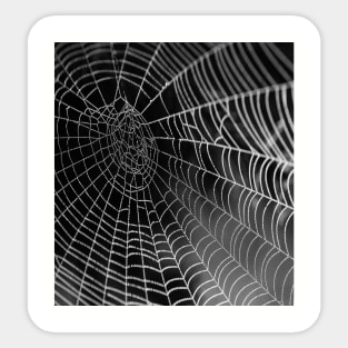 Spider's nest Sticker